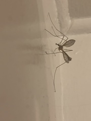 Tipula