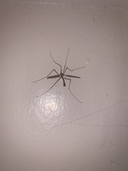 Tipula