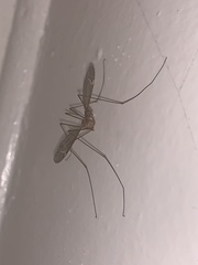 Tipula