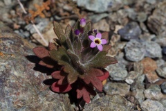 Collomia diversifolia
