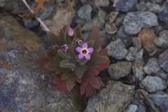 Collomia diversifolia