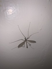 Tipula