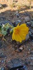 Geraea canescens