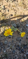 Geraea canescens