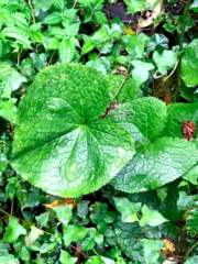 Ligularia stenocephala