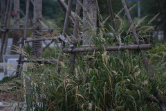 Echinochloa oryzoides