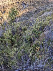 Chusquea subtessellata