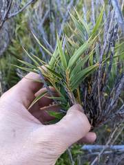 Chusquea subtessellata