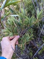 Chusquea subtessellata