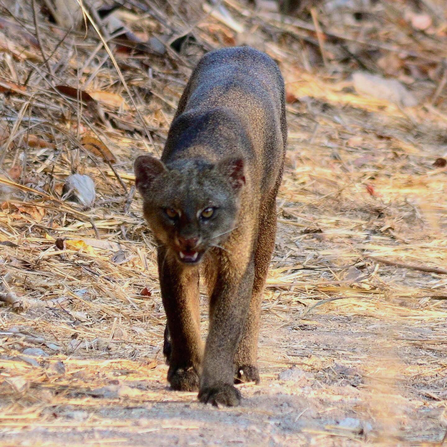 Jaguarundi Herpailurus yagouaroundi iNaturalist Australia