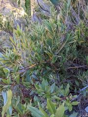 Chusquea subtessellata