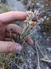 Pseudognaphalium roseum