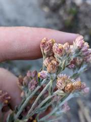 Pseudognaphalium roseum