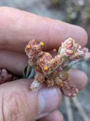 Pseudognaphalium roseum