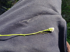 Arabis hirsuta