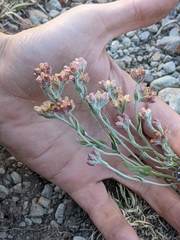 Pseudognaphalium roseum