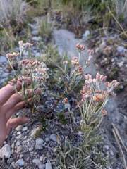 Pseudognaphalium roseum