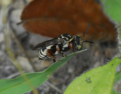 Triepeolus penicilliferus