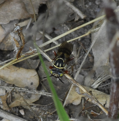 Triepeolus penicilliferus