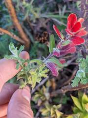 Castilleja quirosii