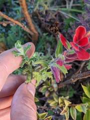 Castilleja quirosii