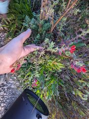 Castilleja quirosii