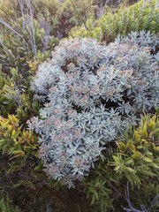 Linochilus costaricensis