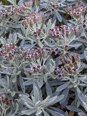 Linochilus costaricensis