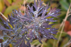 Artemisia lavandulifolia