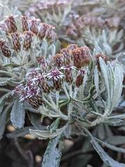 Linochilus costaricensis