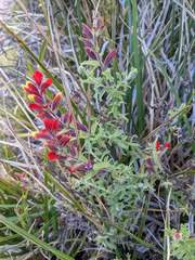 Castilleja quirosii