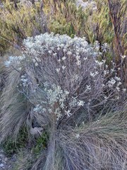Linochilus costaricensis
