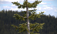 Abies magnifica shastensis