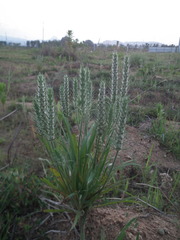 Plantago aristata