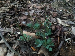 Corydalis ledebouriana