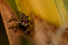 Stenaelurillus lesserti