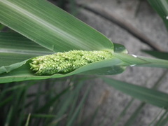 Echinochloa oryzoides