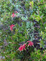 Castilleja quirosii