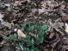 Corydalis ledebouriana