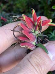 Castilleja quirosii