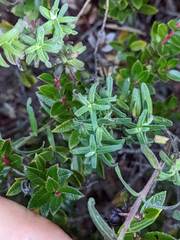 Castilleja quirosii