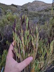 Chusquea subtessellata