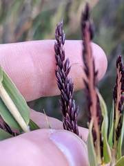 Chusquea subtessellata