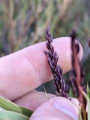 Chusquea subtessellata