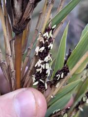 Chusquea subtessellata