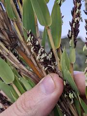 Chusquea subtessellata