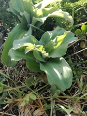 Veltheimia bracteata