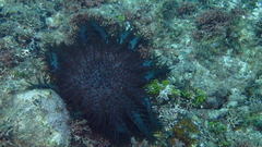 Acanthaster planci