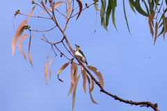 Cissomela pectoralis