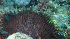 Acanthaster planci